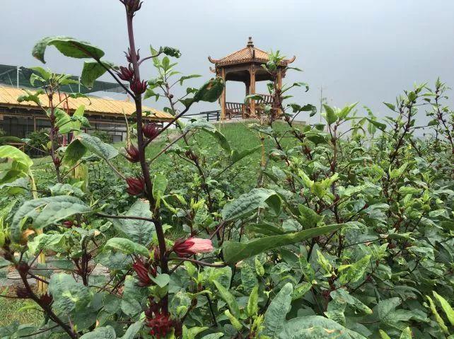 香山农场最新招聘概览，职位空缺与机会