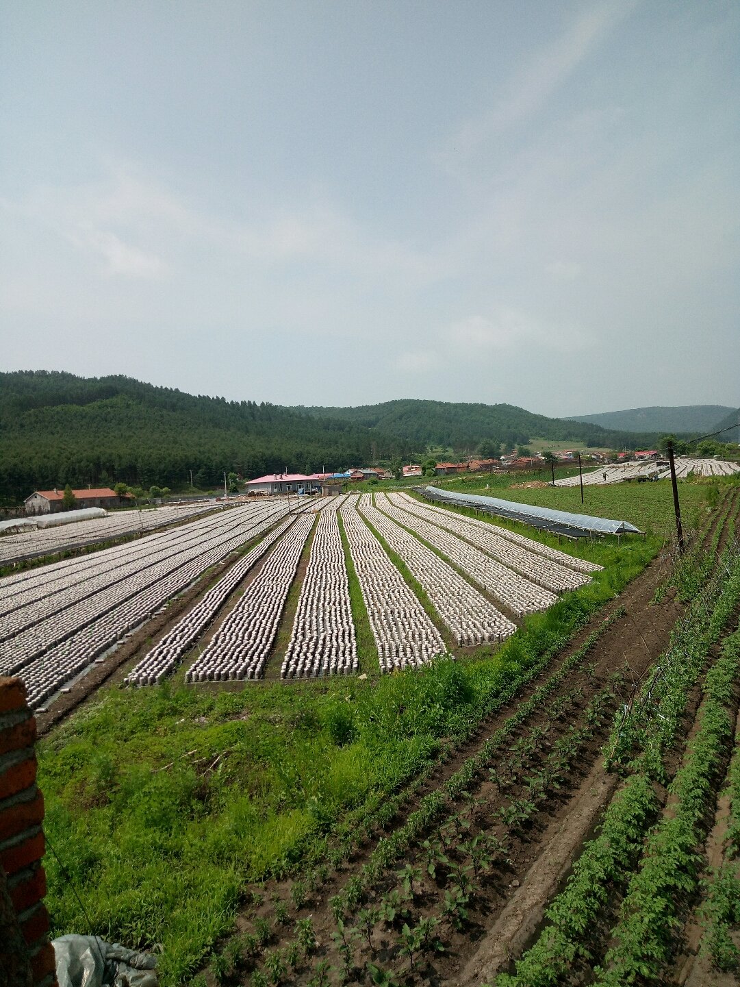 套岔岘村委会天气预报更新通知